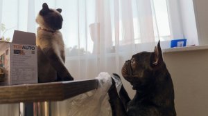 Часть 46. Кошке приходится жить с псом абьюзером