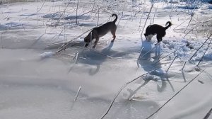 Две собаки в заснеженной местности