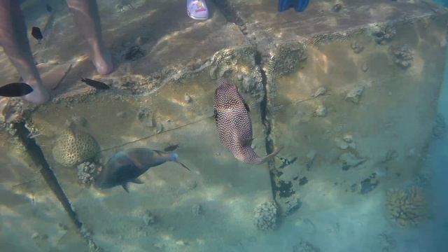 Эта рыбка похожа на маленького милого щенка ❤️ Такая ручная, берет из рук и совершенно не боится.