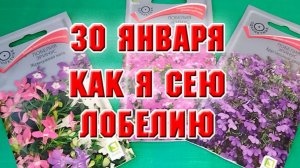 30 января. Посев лобелии
