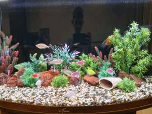 аквариумные рыбки 🐠