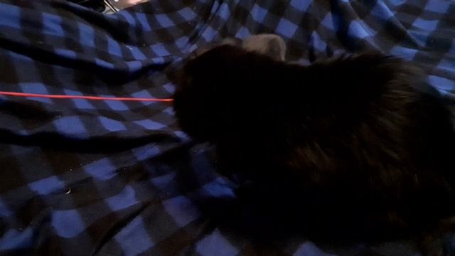 Котики дома.