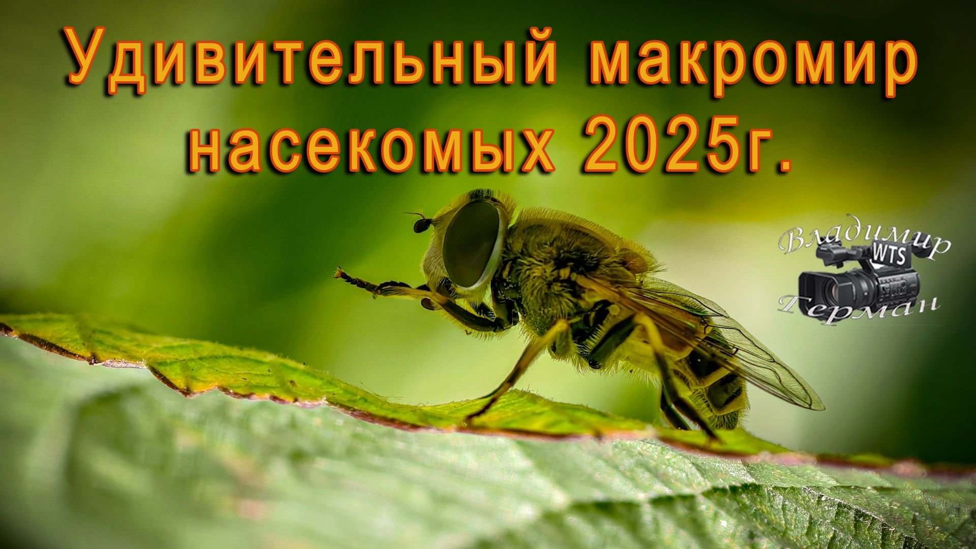 Удивительный макро мир насекомых смотреть онлайн