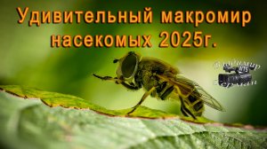 Удивительный макро мир насекомых