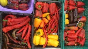 КОЛЛЕКЦИОНЫЕ СОРТА ПЕРЦА ОСТРОГО / СЛАДКОГО / ИНДЕТЕРМИНАНТНЫХ С ОРТОВ ТОМАТОВ