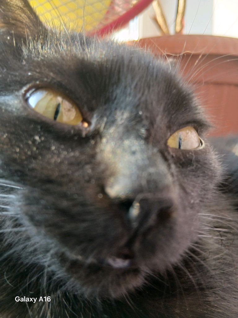 стрим по оксайд