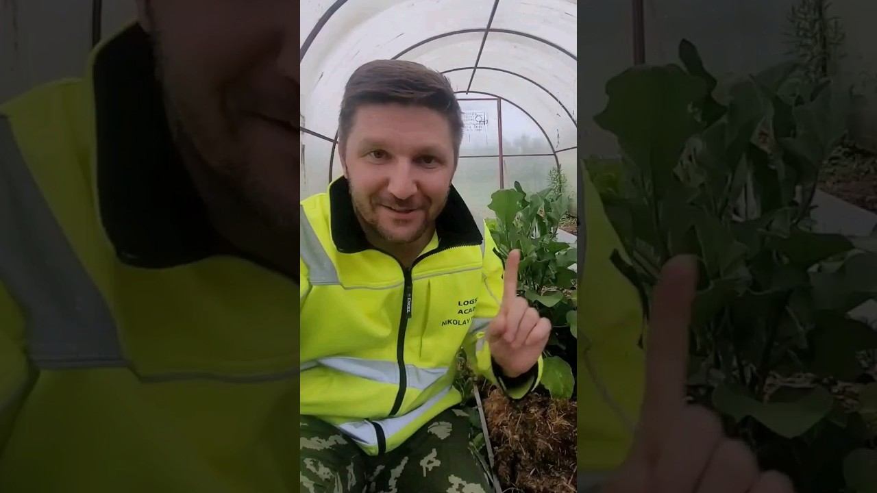 СЮРПРИЗ на грядках в парнике. #дача #деревня #огород #теплица