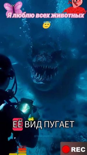 Животные приколы и не только😅