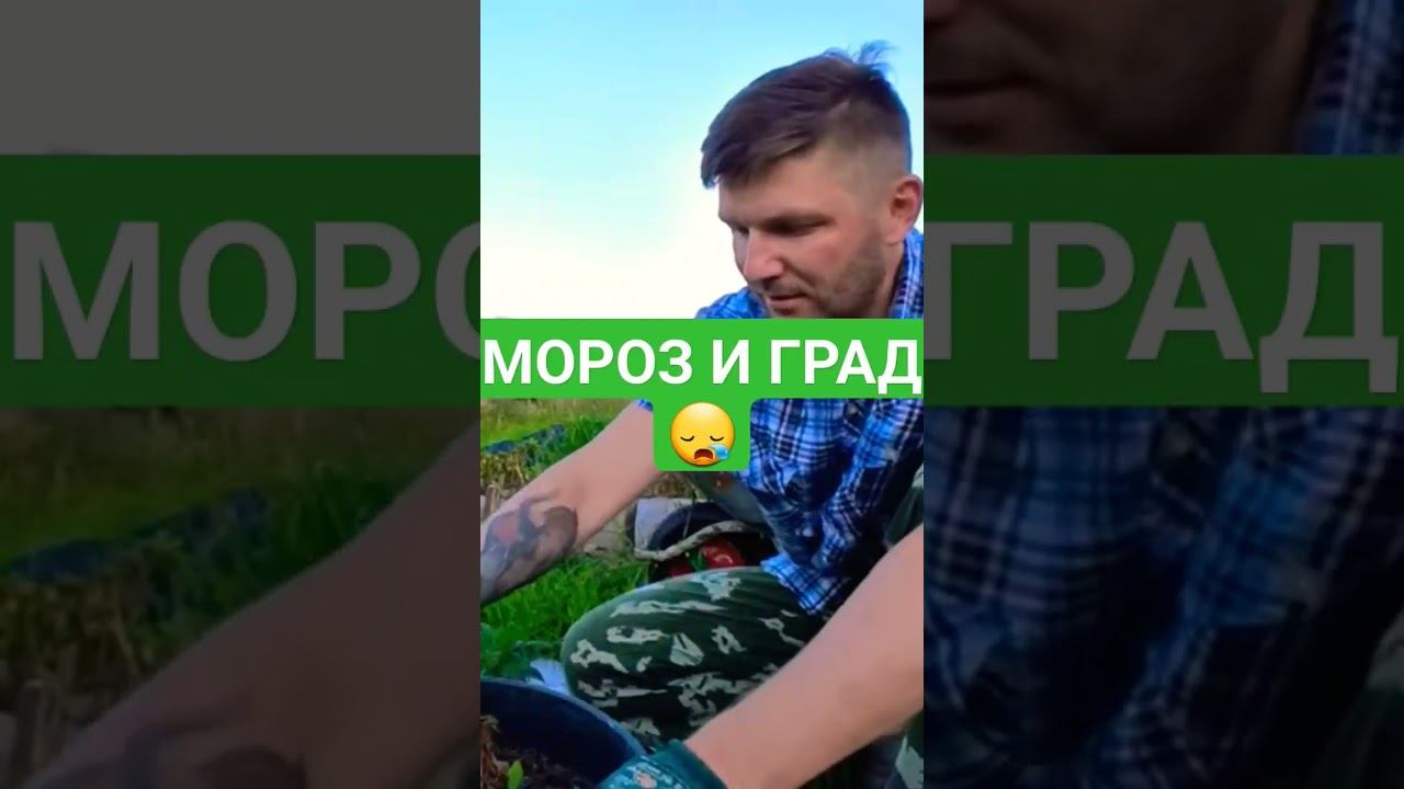 КАРТОФЕЛЬ СОРТВ СИРЕНЬ.  ВЫРАЩИВАНИЕ КАРТОФЕЛЯ В ВЕДРЕ. #дача #деревня #огород #картофель