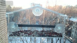 Птицы в окне