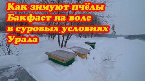 ЗИМОВКА ПЧЁЛ БАКФАСТА НА ВОЛЕ В СУРОВЫХ УСЛОВИЯХ УРАЛА ПРИ -40