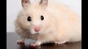 Что нужно учитывать при покупке хомяка🐹