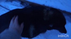 /130/ Проводили гостей.Устроила себе сегодня выходной.