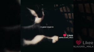 котики милые тг канал в описании