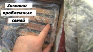 Зимовка проблемных пчелиных семей