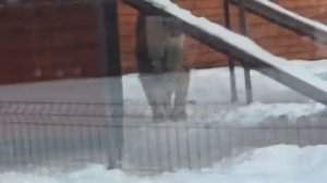 01.02.2025Золото метит территориюнастроение у солнышкаа мне нужно уходить