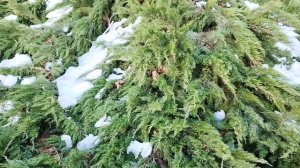 31 января 2026г. Что осталось от январских снегопадов???