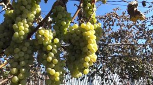 Виноград Голден мускат 2025г.