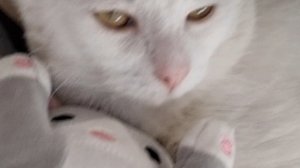 Зоомагазин