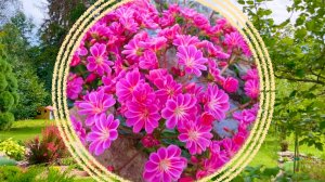 Почвопокровные растения для каменистых садов.