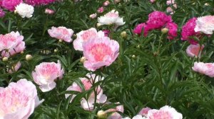 Пион жемчужная россыпь