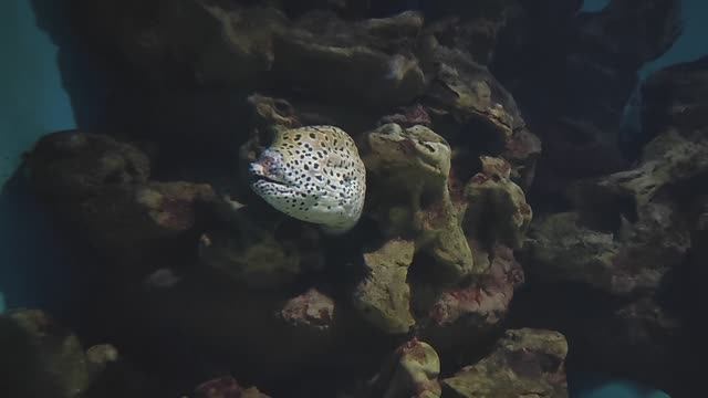 Мурены. Мурена леопардовая. Мурена сетчатая. Гигантская мурена. Рыбы. Рыбки. Океанариум РИО смотреть онлайн