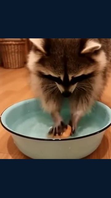 #енотполоскун #питомцы #природа #енотик