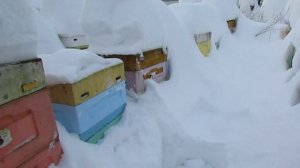 февраль на пасеке , пчела Элгон на ячейке 5,16 мм , 1.02.2026