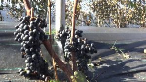 Виноград Мугурел 2025г.