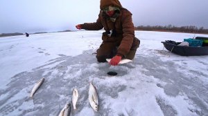 ЗИМНИЙ ДЕЛИКАТЕС... КРУПНАЯ ЧЕХОНЬ, ИКРЯНАЯ ГУСТЕРА!!! ЗИМНЯЯ РЫБАЛКА НА РЕКЕ