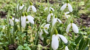 Подснежники