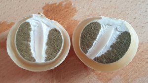 ВЕСЁЛКА ГРИБ ! Земляника и грибы !