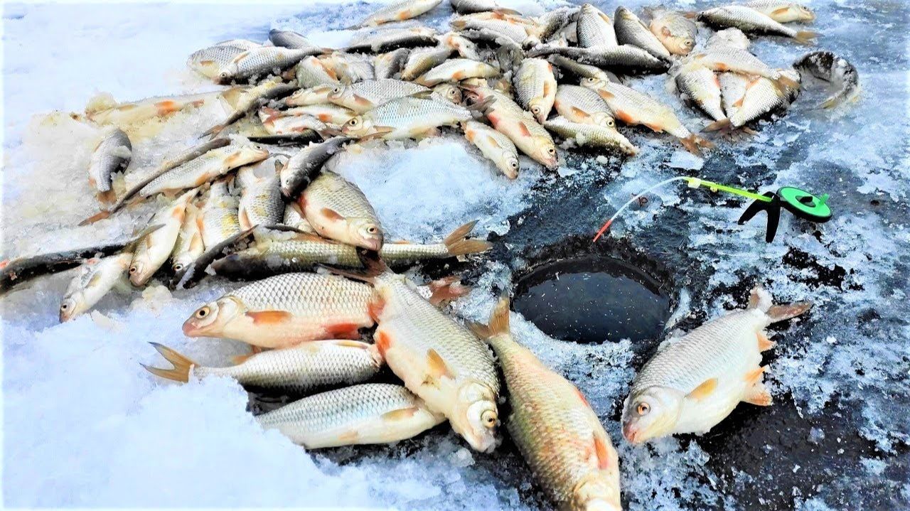 ВОТ это КЛЁВ не даёт опустить!!!! Зимняя рыбалка на мормышку и кивок смотреть онлайн