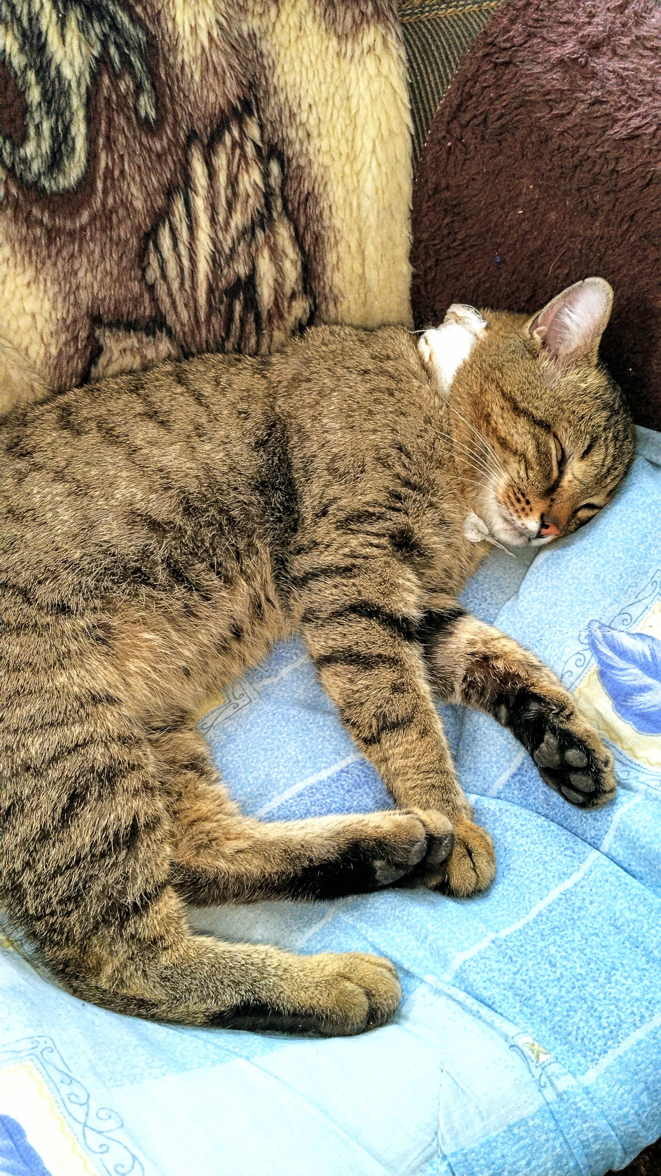 Максик. Лечение продолжается! 01-02-2026 смотреть онлайн