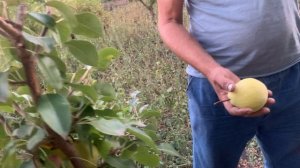 Груша Татьяна. Питомник семьи Мирошниченко!