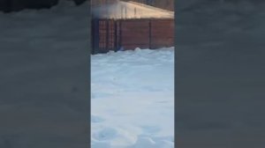 Острые края дерева шторка задрана к верху на 2мин56сек вольер2