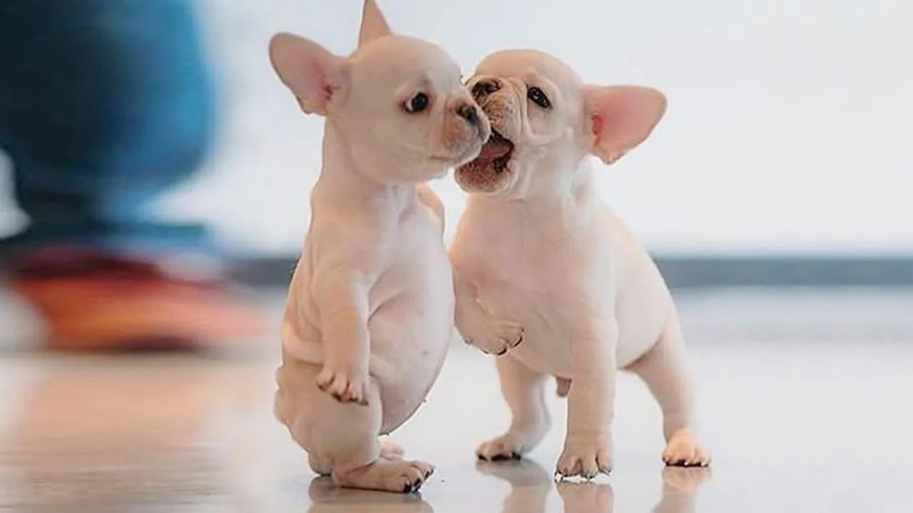 Мой французик отказался гулять. Пришлось выносить его как чемодан под дождём