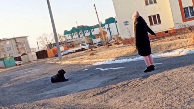 Дрессировщик Алтайский Игорь. Отзыв. Дрессировка лабрадора.