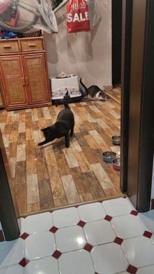 Сэмик играет