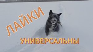 Лайки не прихотливы. Русско-европейская лайка 🐕👍