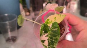 Спасаем алоказию Серебряный дракон.🍀🍀🍀 #комнатныерастения