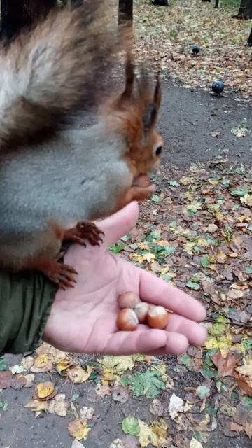 Прыгучая белка. Октябрь 2023 смотреть онлайн