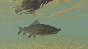 Рыбалка на хариуса на реке Березовая!