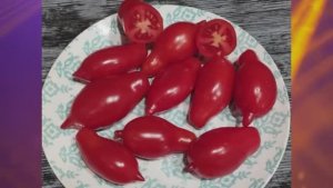 Томаты для открытого грунта. Какие сорта оказались более устойчивы к похолоданиям.  г. Киров