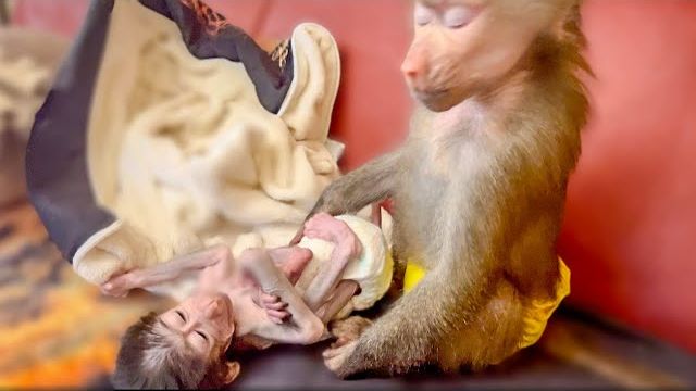 Люся не отдаёт Степашку даже на минуту-КАЖДЫЙ РАЗ ИСТЕРИКА! смотреть онлайн