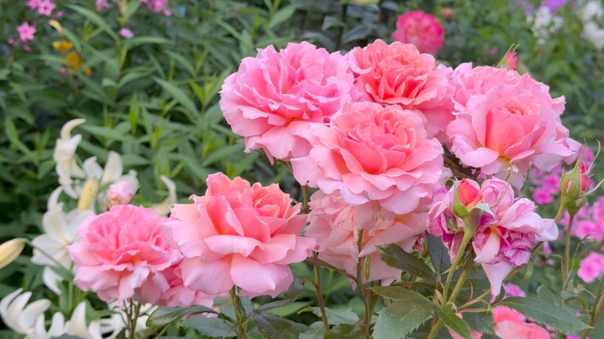 Июль в Саду Вечер 24 июля 2025 часть 2