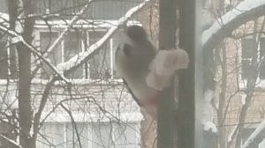 Дятел клюëт сало