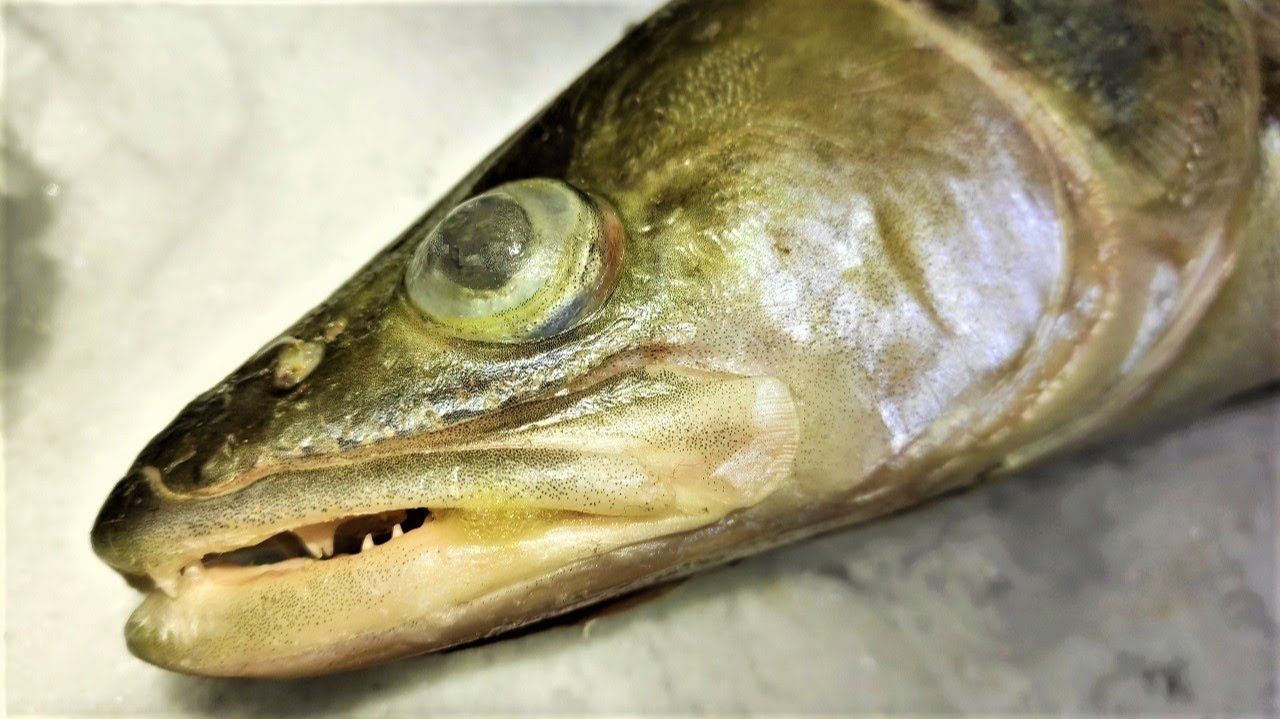 Зимняя рыбалка в глухозимье - СУДАК на малька и балансир смотреть онлайн