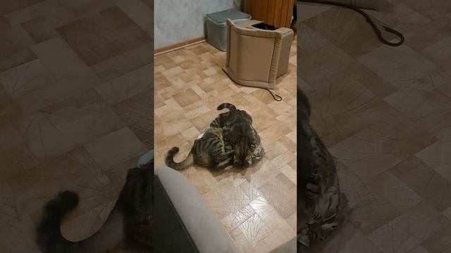 Кошачья драка или это любовь 🤔 смотреть онлайн
