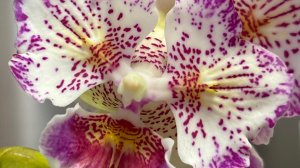 Орхидеи 🌺 Новинки 🐹😊🦋❤️